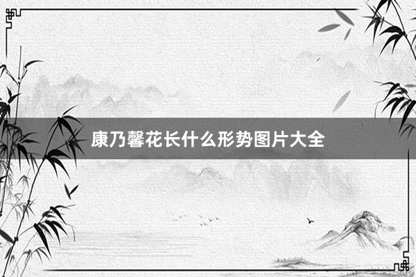 康乃馨花长什么形势图片大全